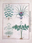 Calamint, Crocus, Carraway and Citusa, illustration from The Book of Simple Medicines by Mattheaus Platearius d.c.1161 c.1470 - Robinet Testard
