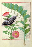 Rose and Polygonatum Solomons Seal illustration from The Book of Simple Medicines by Mattheaus Platearius d.c.1161 c.1470 - Robinet Testard