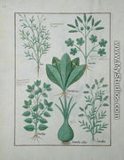 Top row- Yellow Bugle, Incensaria and Lupius. Bottom row- Dogs Mercury, Lily Leek and Lentilles, illustration from The Book of Simple Medicines, by Matteaus Platearius d.c.1161 c.1470 - Robinet Testard