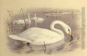 Swans on Water - Archibald Thorburn