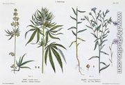 Cannabis and Flax, from The Young Landsman, published Vienna, 1845 - Matthias Trentsensky