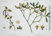 Birch left and Mistletoe right, fig. 9 and 10 from The Young Landsman, published Vienna, 1845  - Matthias Trentsensky