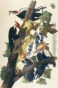 Pileated Woodpecker - John James Audubon