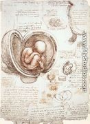 Studies Of Embryos - Leonardo Da Vinci
