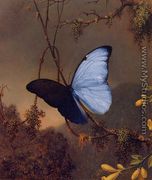 Blue Morpho Butterfly - Martin Johnson Heade